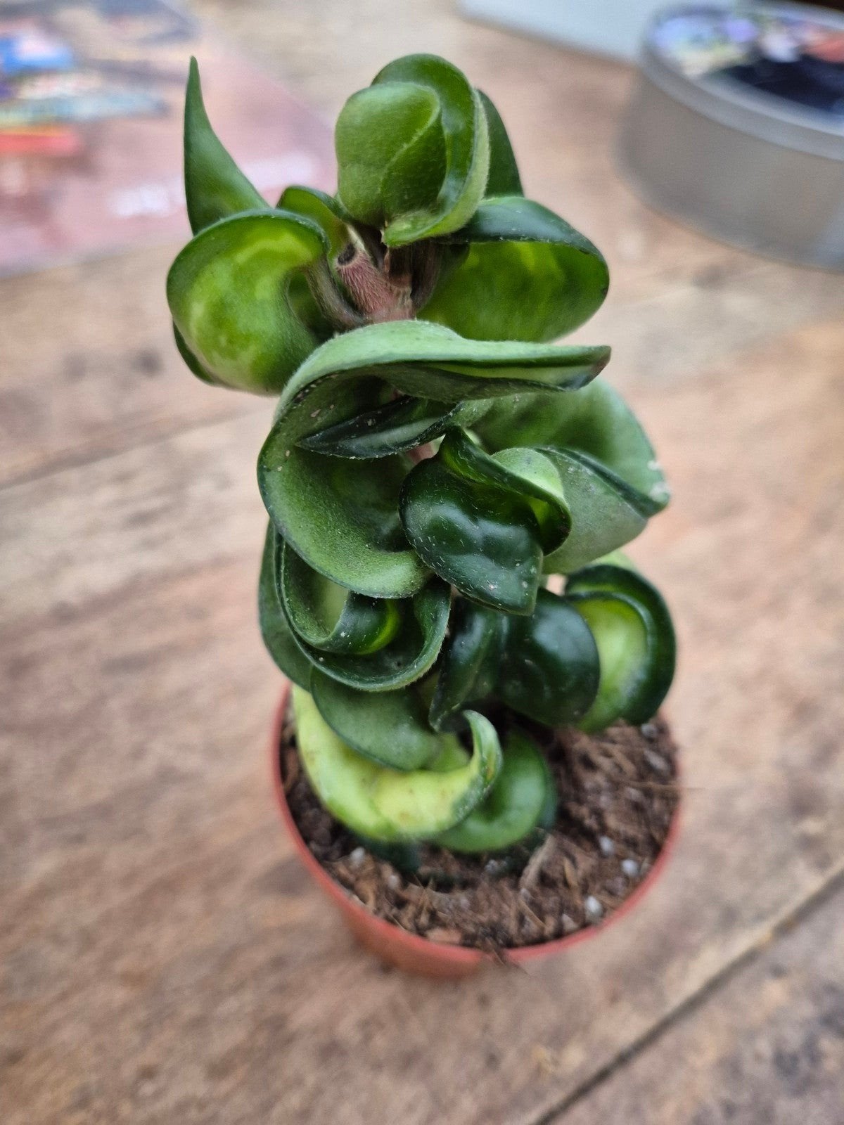 Hoya Carnosa Compacta Mauna Loa p6, Huis en Inrichting, Ophalen of Verzenden, Halfschaduw, Minder dan 100 cm