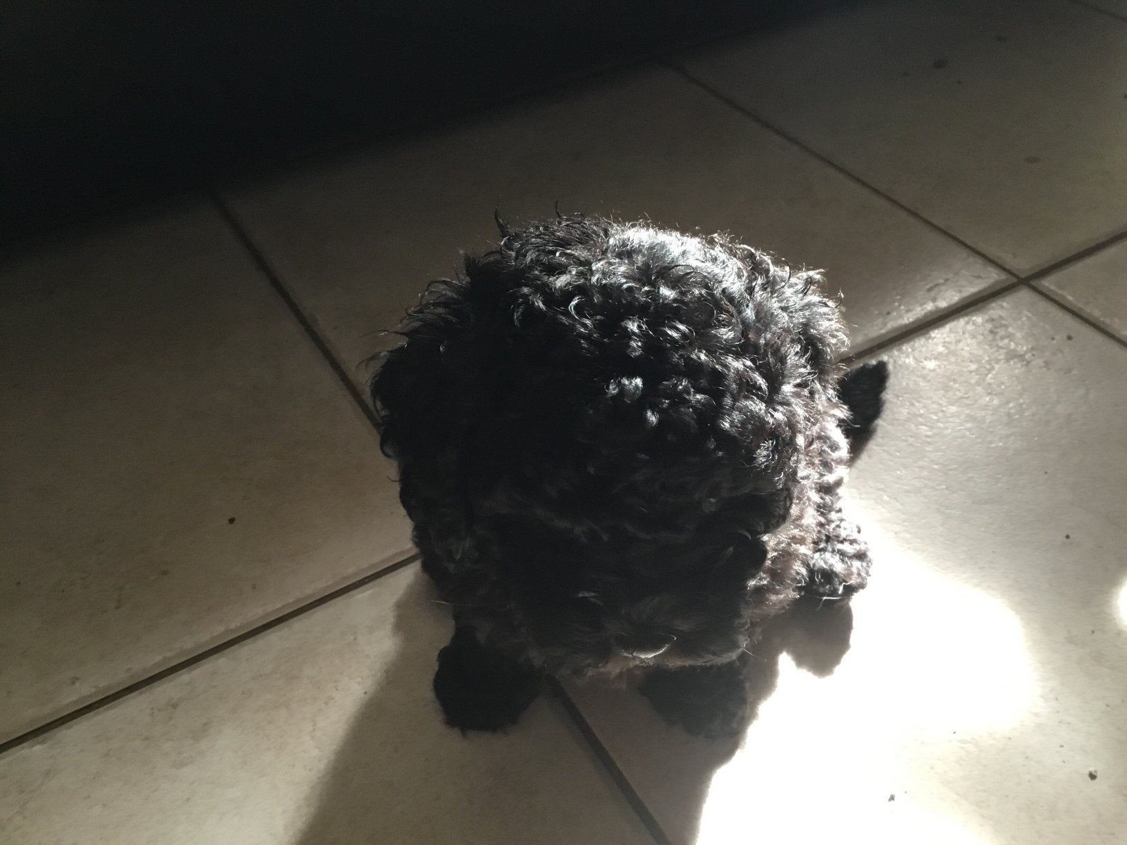 Mini Maltipo puppy’s, Poedel, Reu, 8 tot 15 weken, Parvo