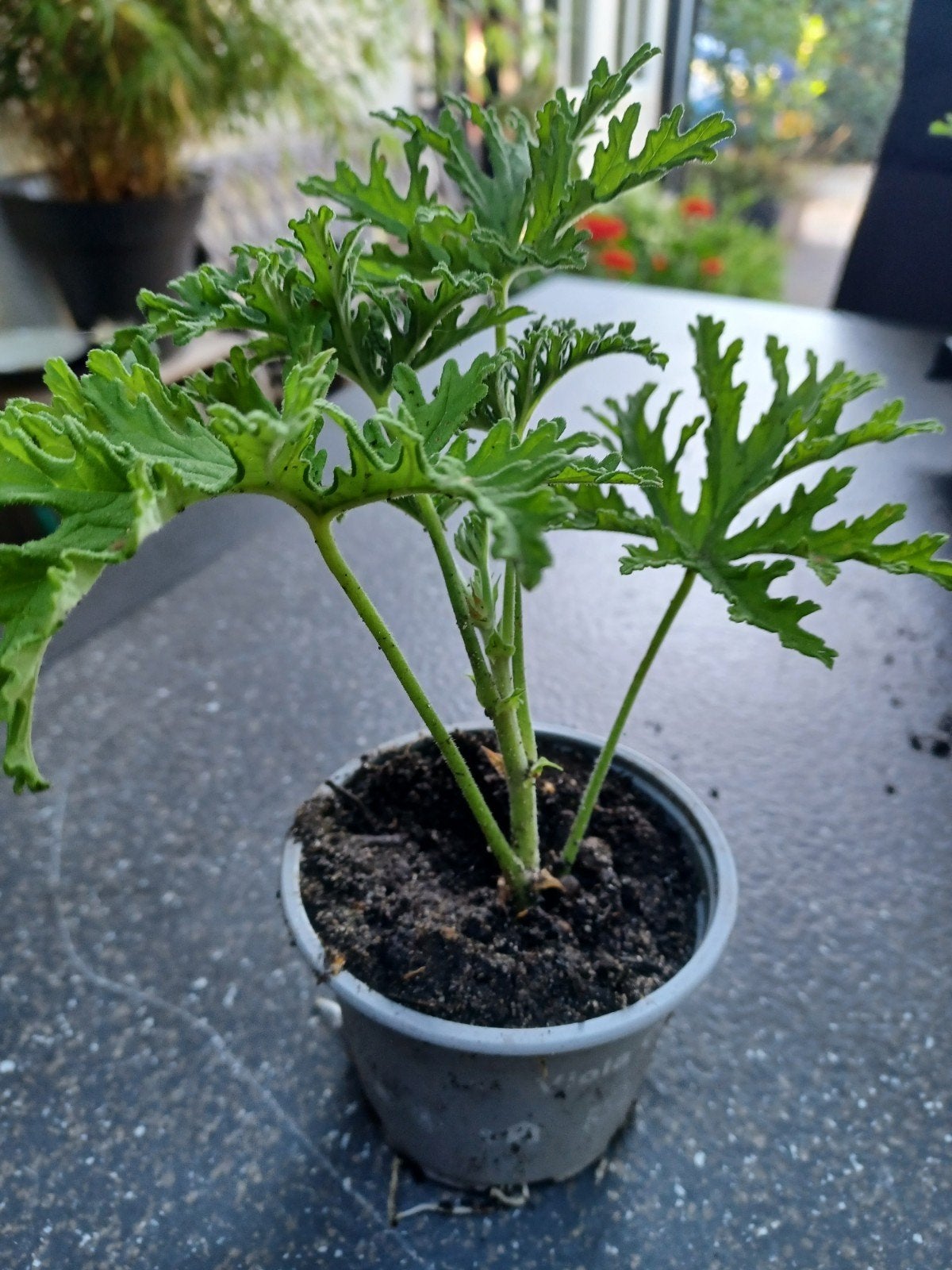 mooie citroen geraniums, Ophalen, Overige soorten, In pot, Minder dan 100 cm