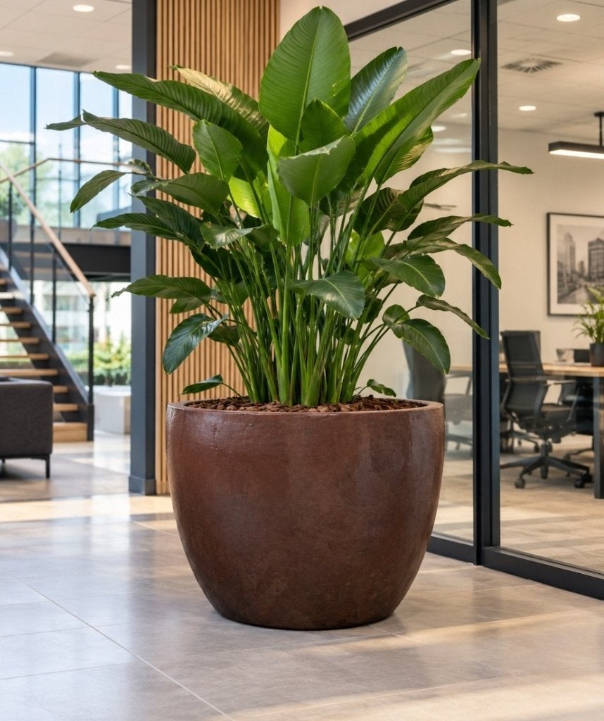 Prachtige grote ronde bloempot donkerbruin geglazuurd Ø100, Ophalen, 40 cm of meer, Rond, Nieuw