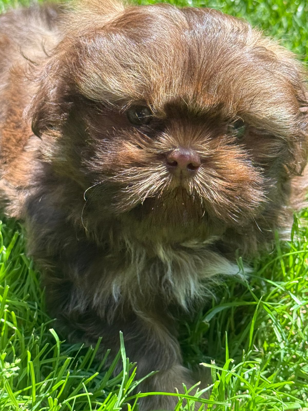 Shih Tzu pupjes, Parvo, België, Overige rassen, 8 tot 15 weken