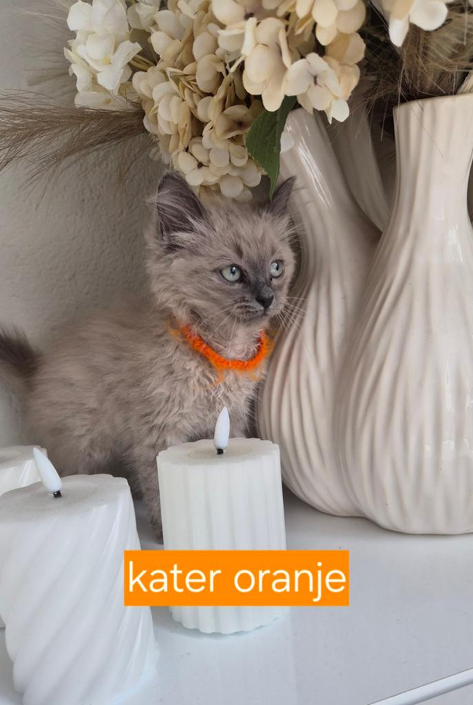 Super mooie Ragdoll kittens, Dieren en Toebehoren, Katten en Kittens | Raskatten | Langhaar, Meerdere dieren, Ontwormd, 0 tot 2 jaar