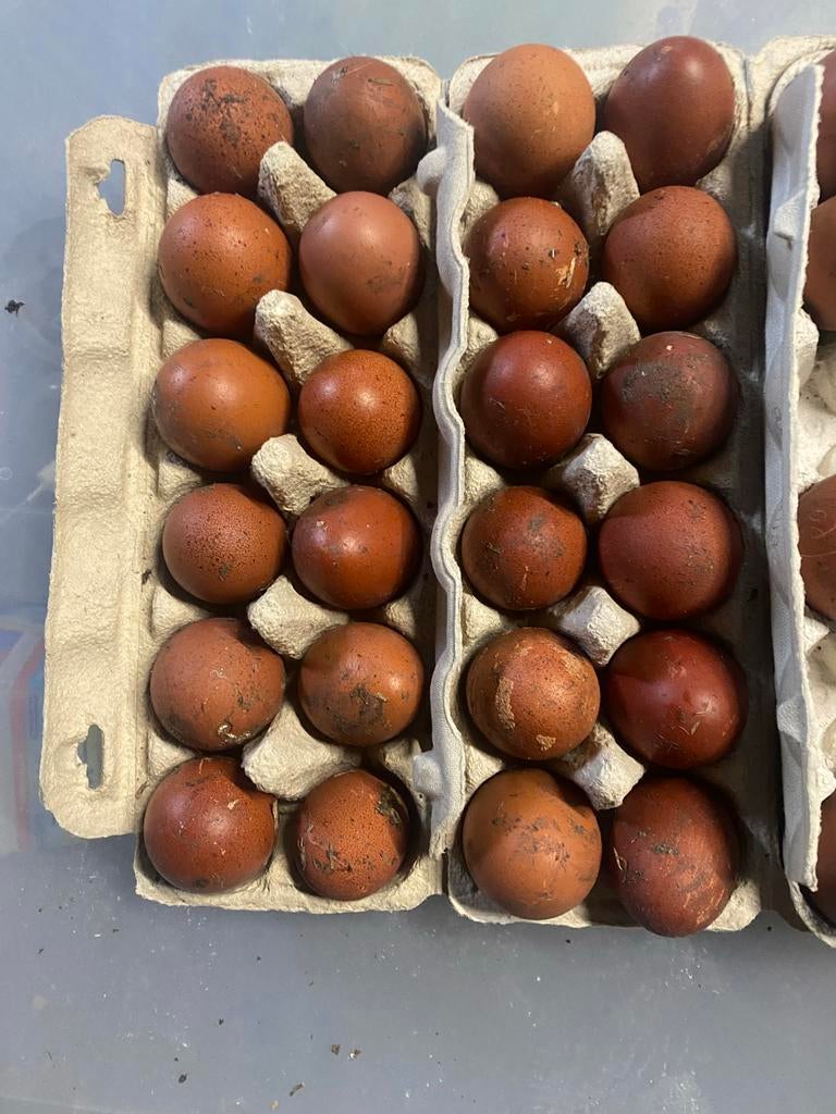 Broedeieren van marans, Dieren en Toebehoren, Pluimvee, Geslacht onbekend, Kip