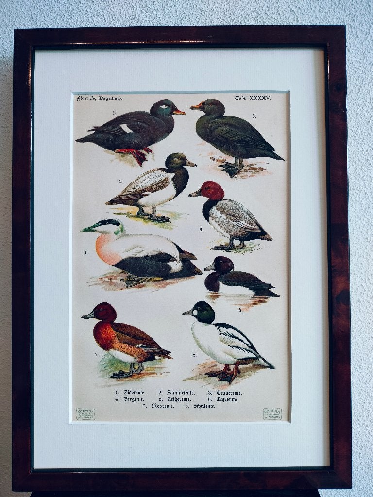 Litho Floericke Eidereend Topper Zaagbek Kuifeend 1922, Ophalen of Verzenden