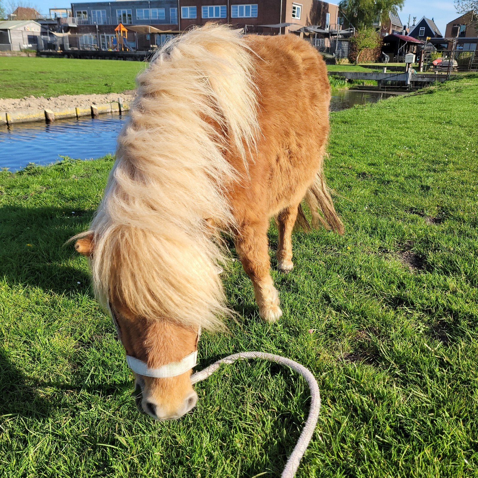 2 lieve Shetlander merries, Ophalen, Nieuw, Recreatie
