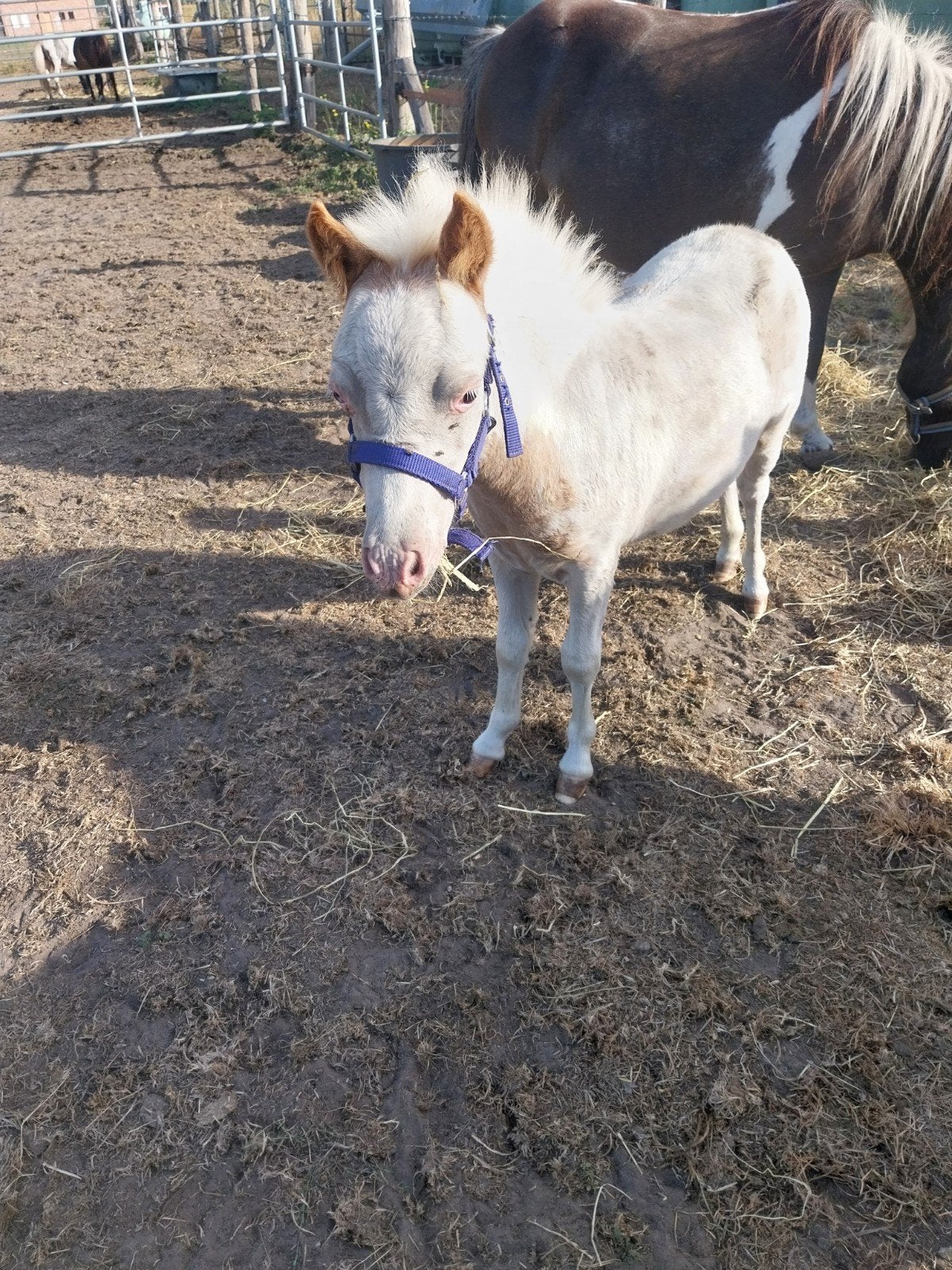 nmprs overo hengstje is van 4/26, Dieren en Toebehoren, Hengst