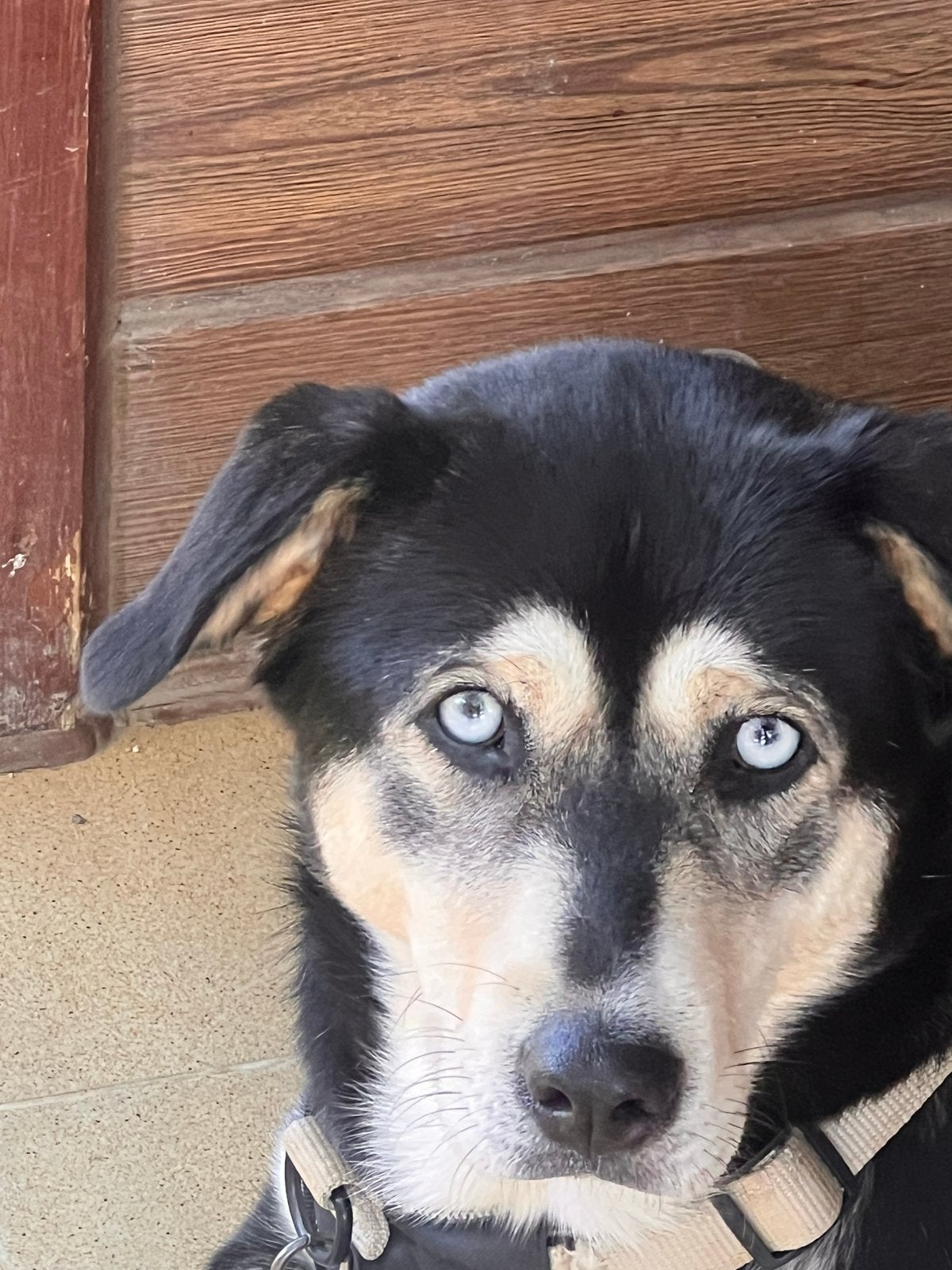 Husky/labrador bluey, Dieren en Toebehoren, Honden | Niet-rashonden, 1 tot 2 jaar, Teef, Parvo, Eén hond