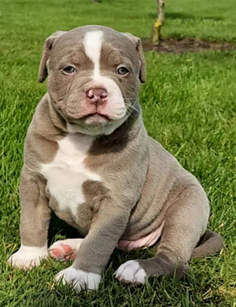 Prachtige Old English Bulldog pups, Dieren en Toebehoren, 8 tot 15 weken, Parvo, Bulldog, Meerdere