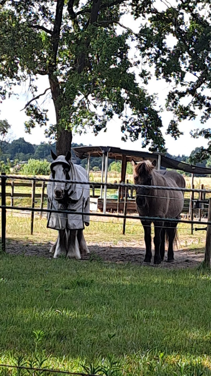 plek op een doe het zelf stal in veldhoven, Dieren en Toebehoren, Stalling en Weidegang