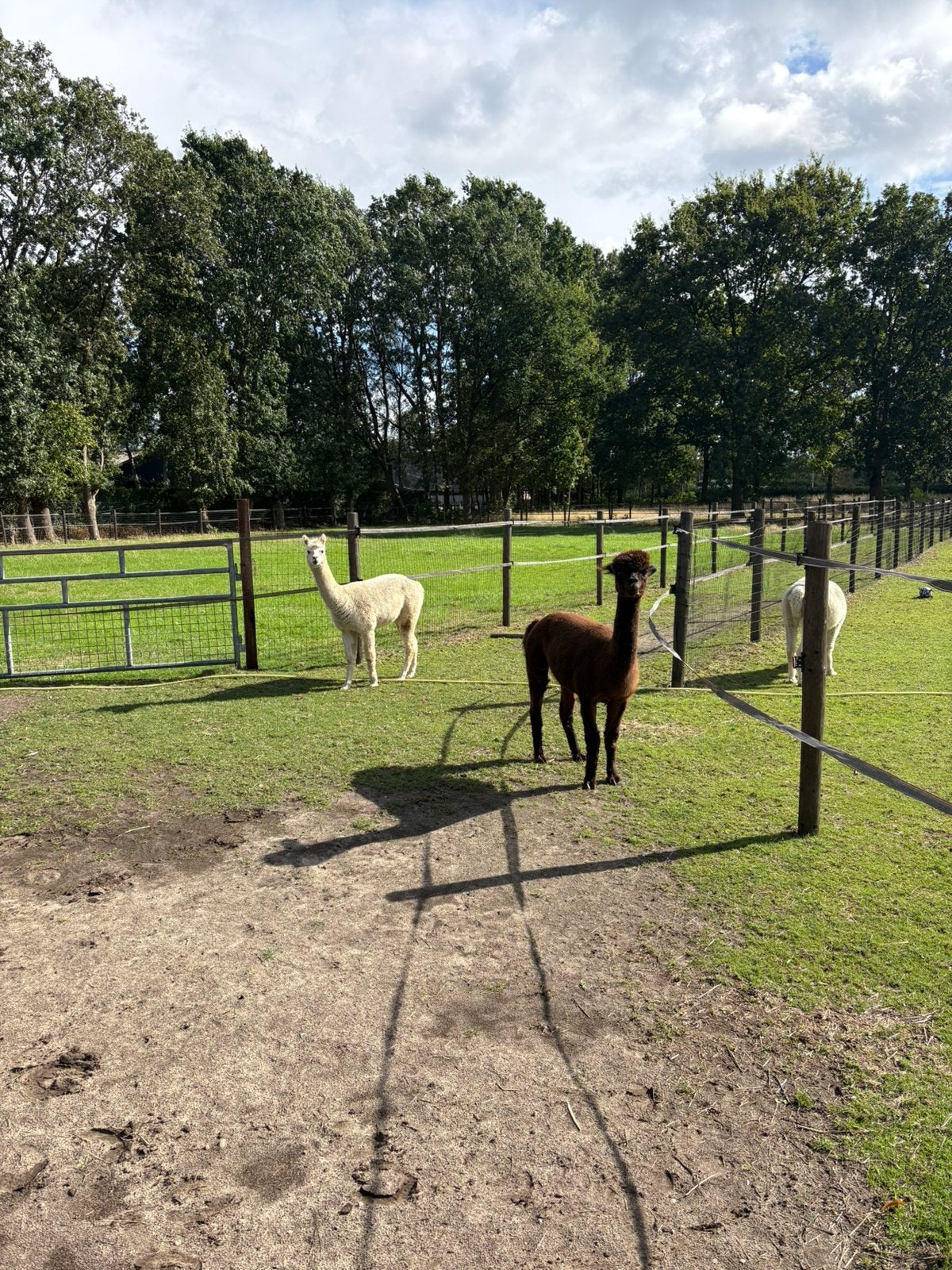 Alpaca hembra’s