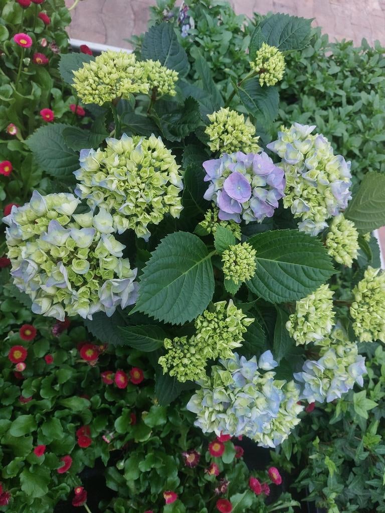 Hortensia hydrangea, Ophalen, Overige soorten, Halfschaduw
