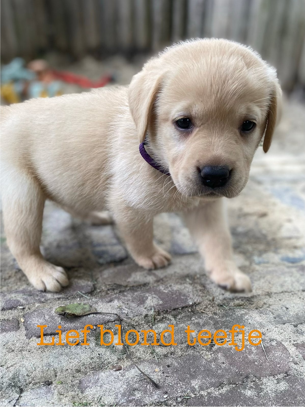 Labrador pups; stoere BLONDE teefjes😍en zwarte reu, Dieren en Toebehoren, Honden | Retrievers, Spaniëls en Waterhonden, Labrador retriever