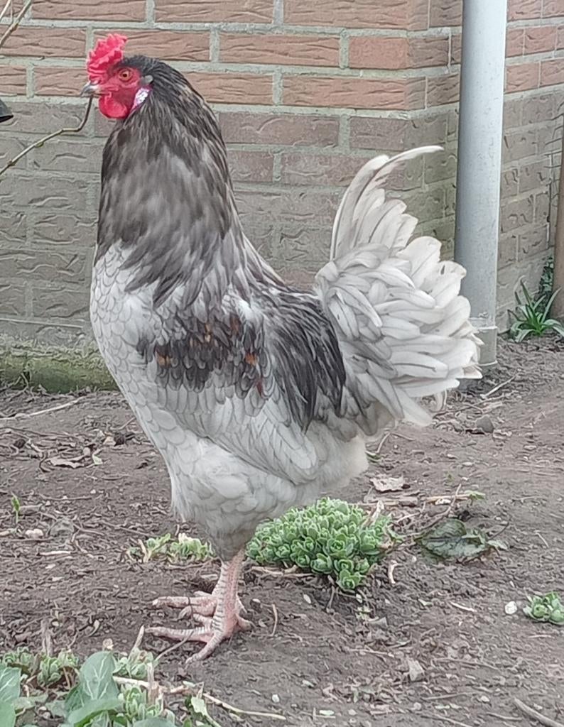 Groenlegger hanen, Dieren en Toebehoren, Mannelijk, Kip