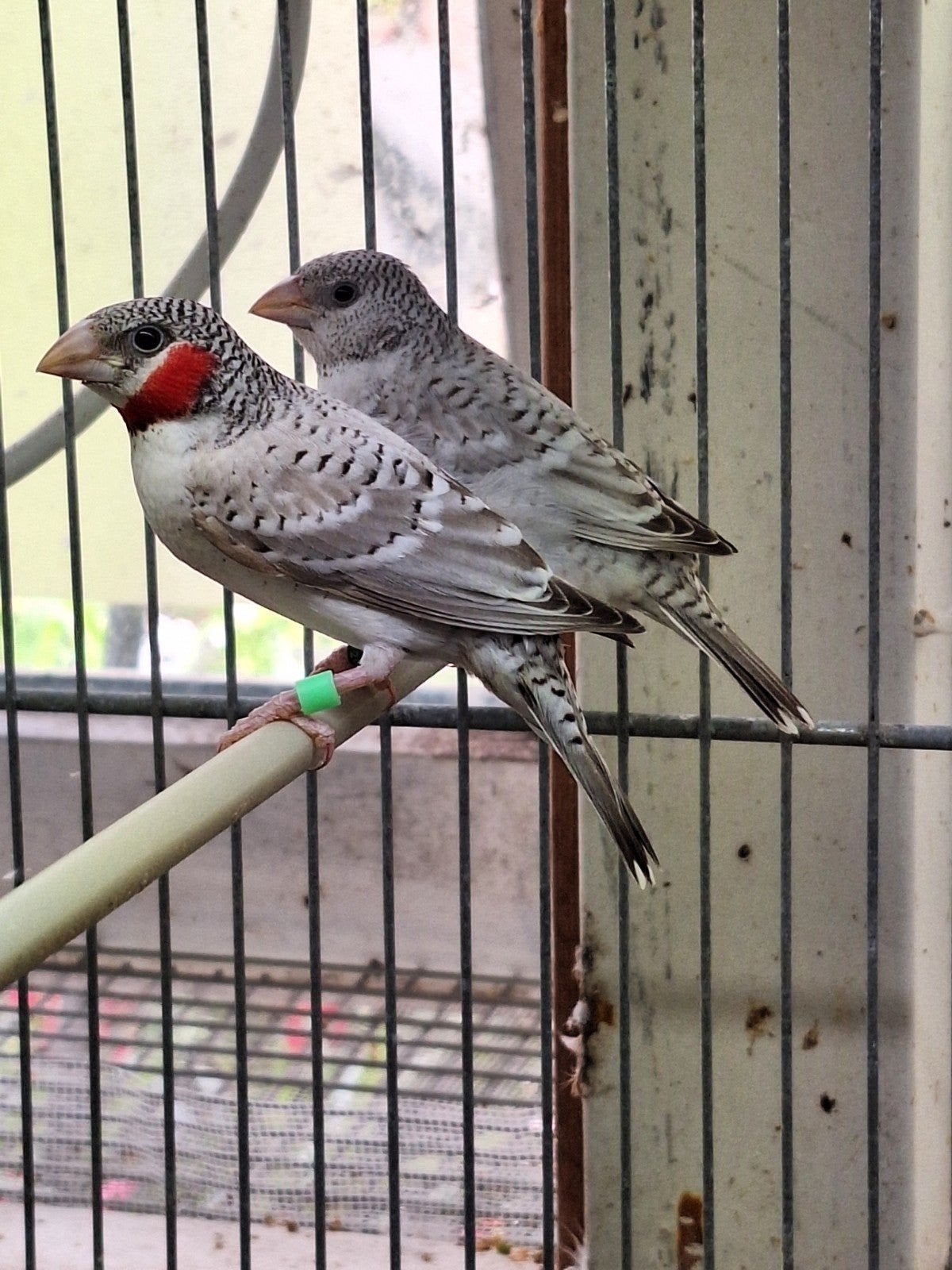 grijze bandvinken, Dieren en Toebehoren, Vogels | Overige Vogels, Meerdere dieren, Tropenvogel, Geringd