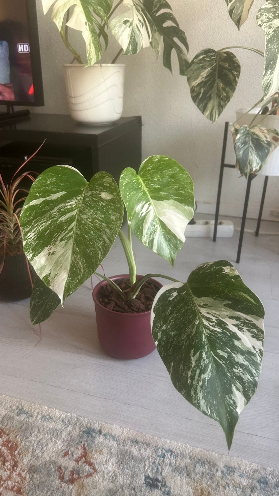 Monstera albo variagata n 7, Overige soorten, In pot, Minder dan 100 cm, Groene kamerplant