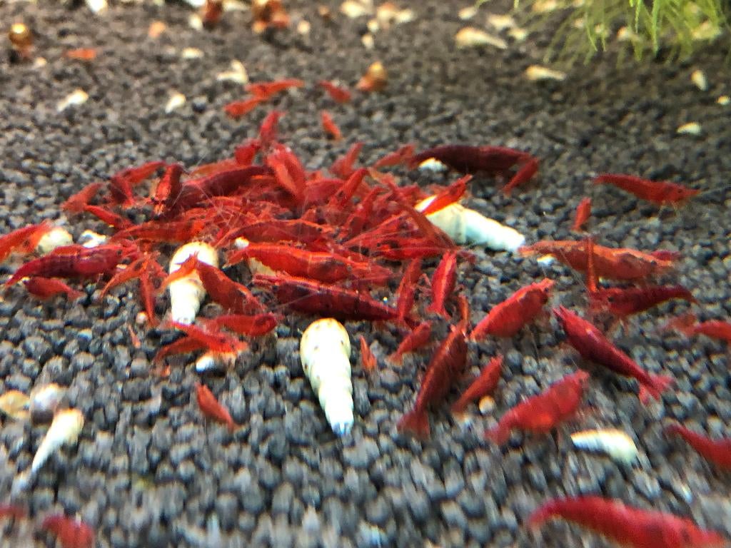 Bloody Mary, Neocaridina, Kreeft, Krab of Garnaal, Zoetwatervis