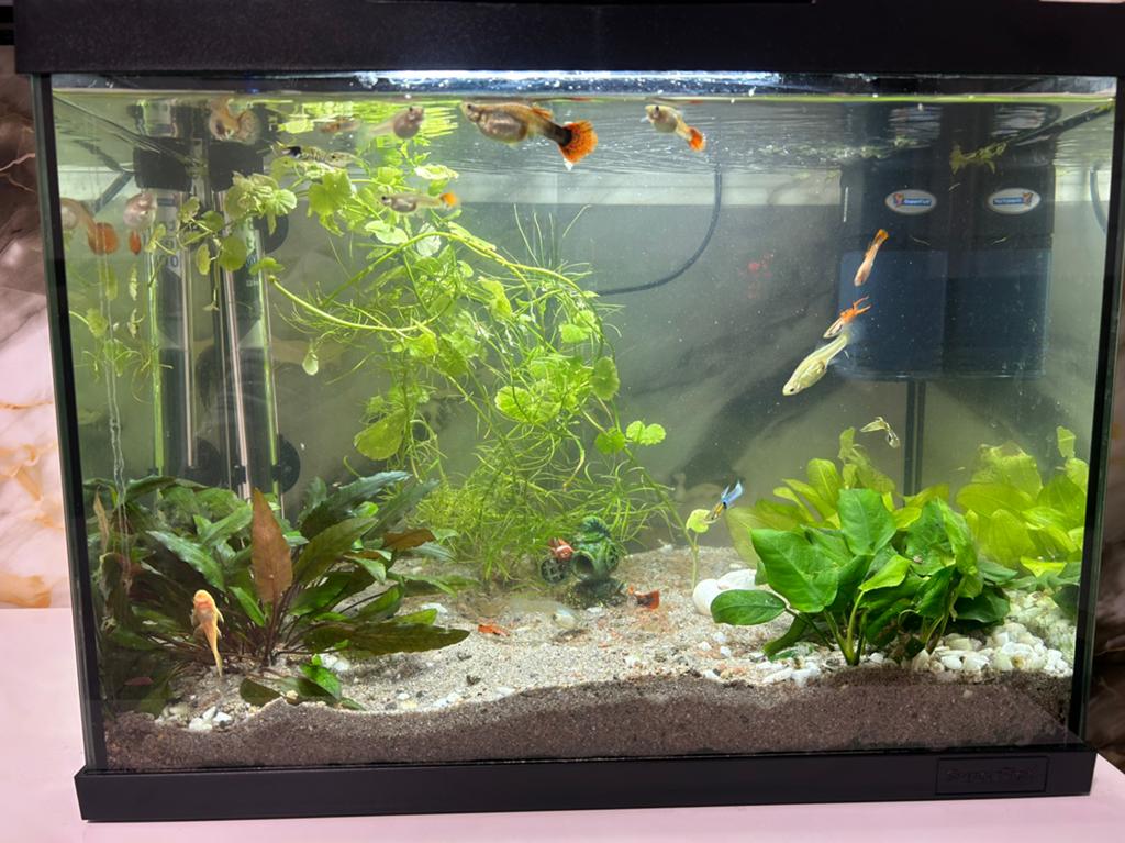 Complete SuperFish Aquarium , garnalen en alle toebehoren!, Dieren en Toebehoren, Ophalen of Verzenden, Zo goed als nieuw, Gevuld zoetwateraquarium