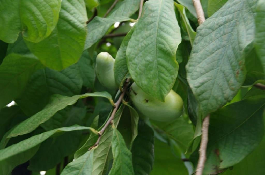 Fruit Pawpaw Asimina triloba Roomappel voedsel -tuin -bos, Tuin en Terras, Planten | Tuinplanten, Volle zon, Vaste plant, Verzenden