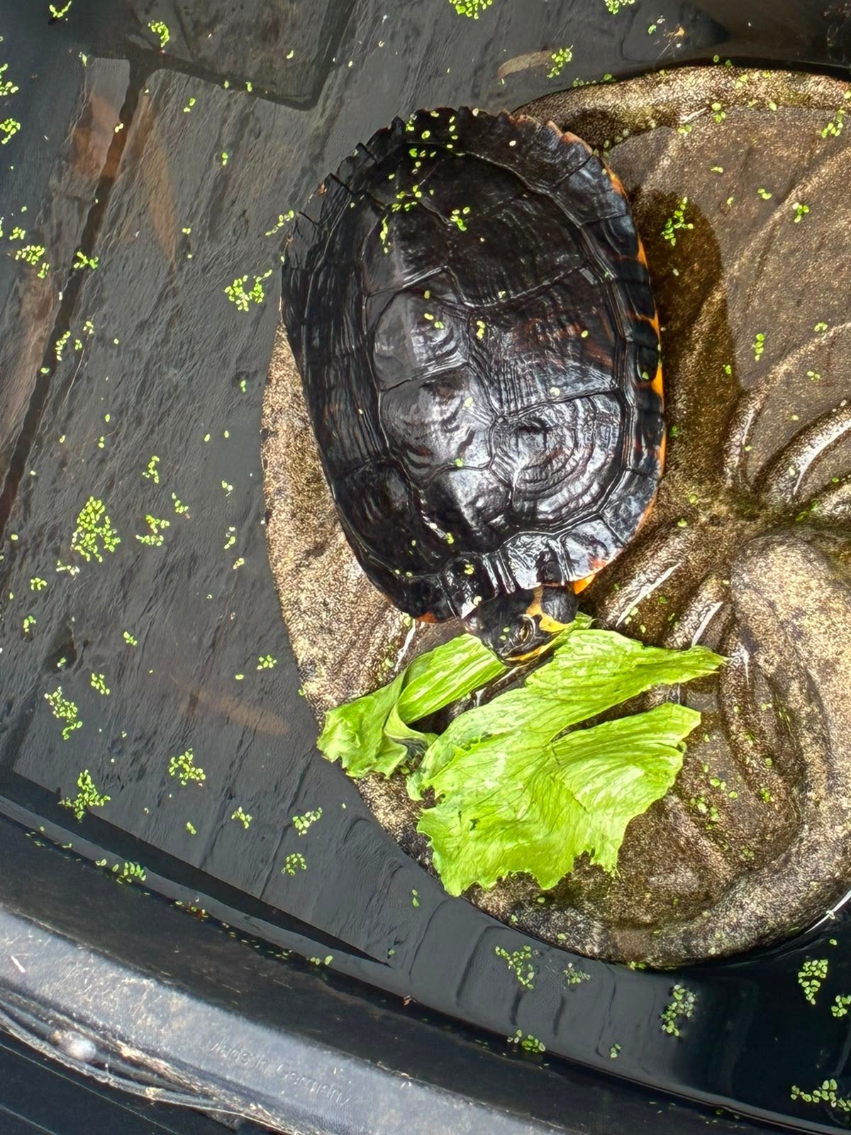 Water schildpad., Dieren en Toebehoren, Schildpad, 7 tot 10 jaar