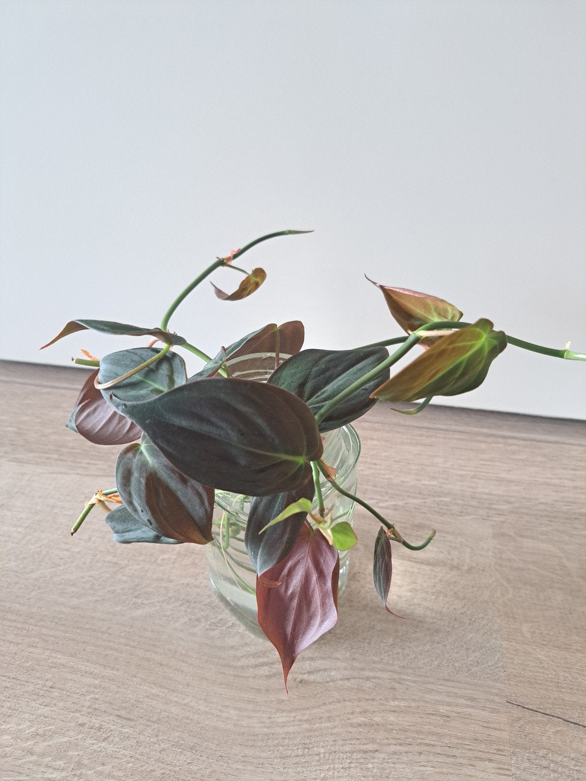 Philodendron Micans stekken op water, Huis en Inrichting, Kamerplanten, Ophalen, Overige soorten, Halfschaduw, Minder dan 100 cm