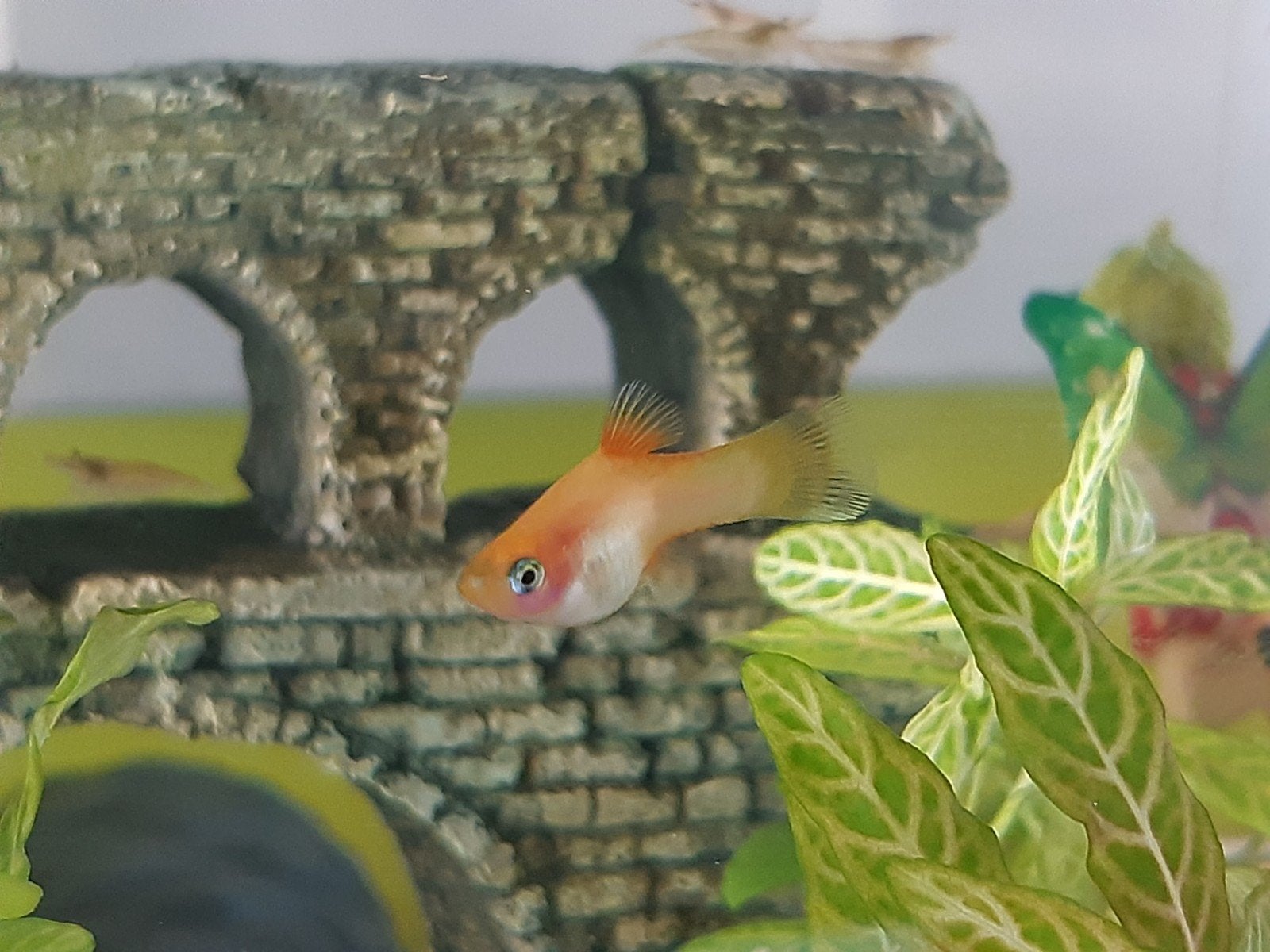 Jonge Goudplaty, Dieren en Toebehoren, Vissen | Aquariumvissen, Vis