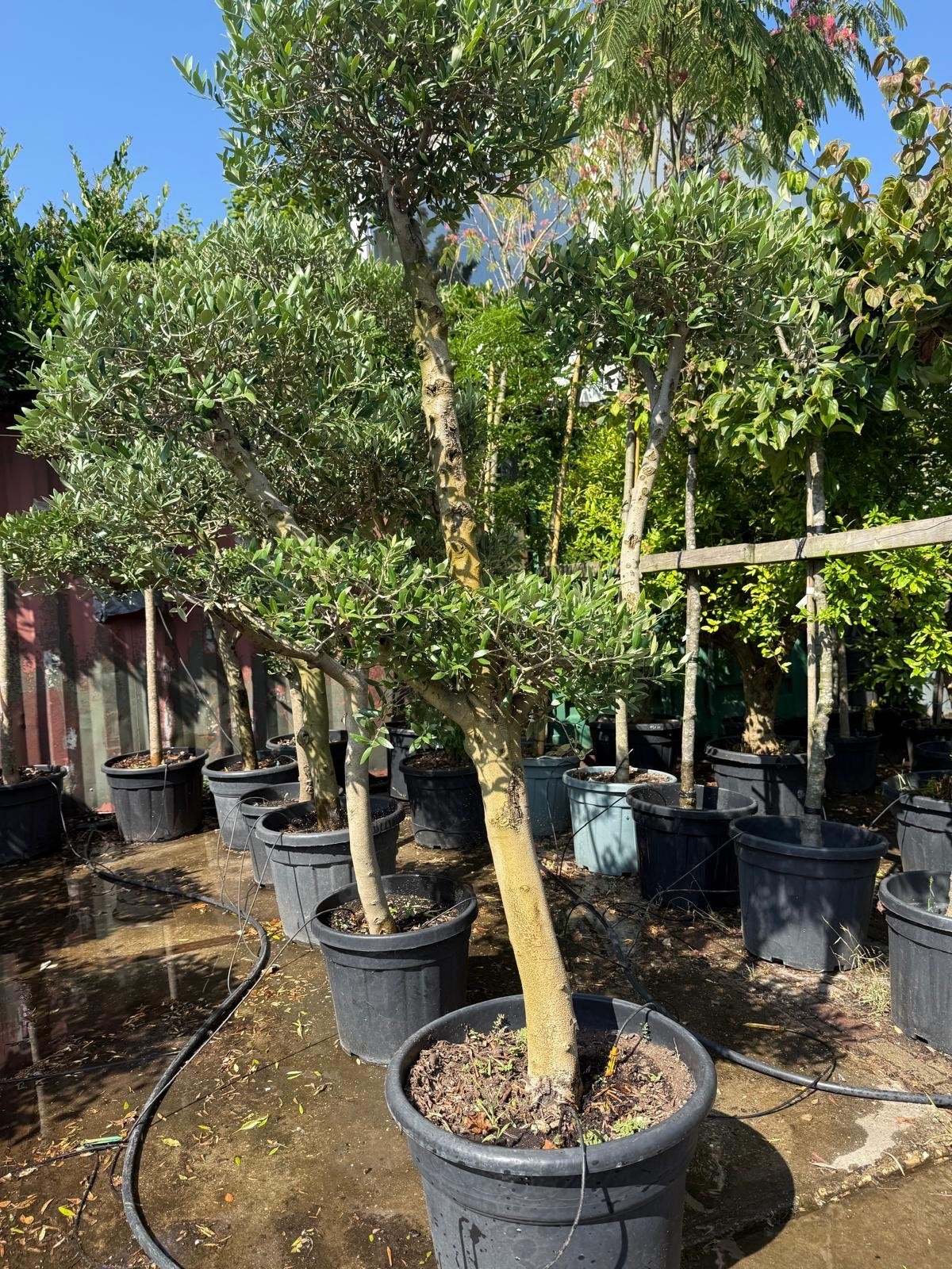 Olijfboom Pon Pon - Unieke Vorm voor Uw Tuin, Ophalen of Verzenden, Lente, Olijfboom, 250 tot 400 cm