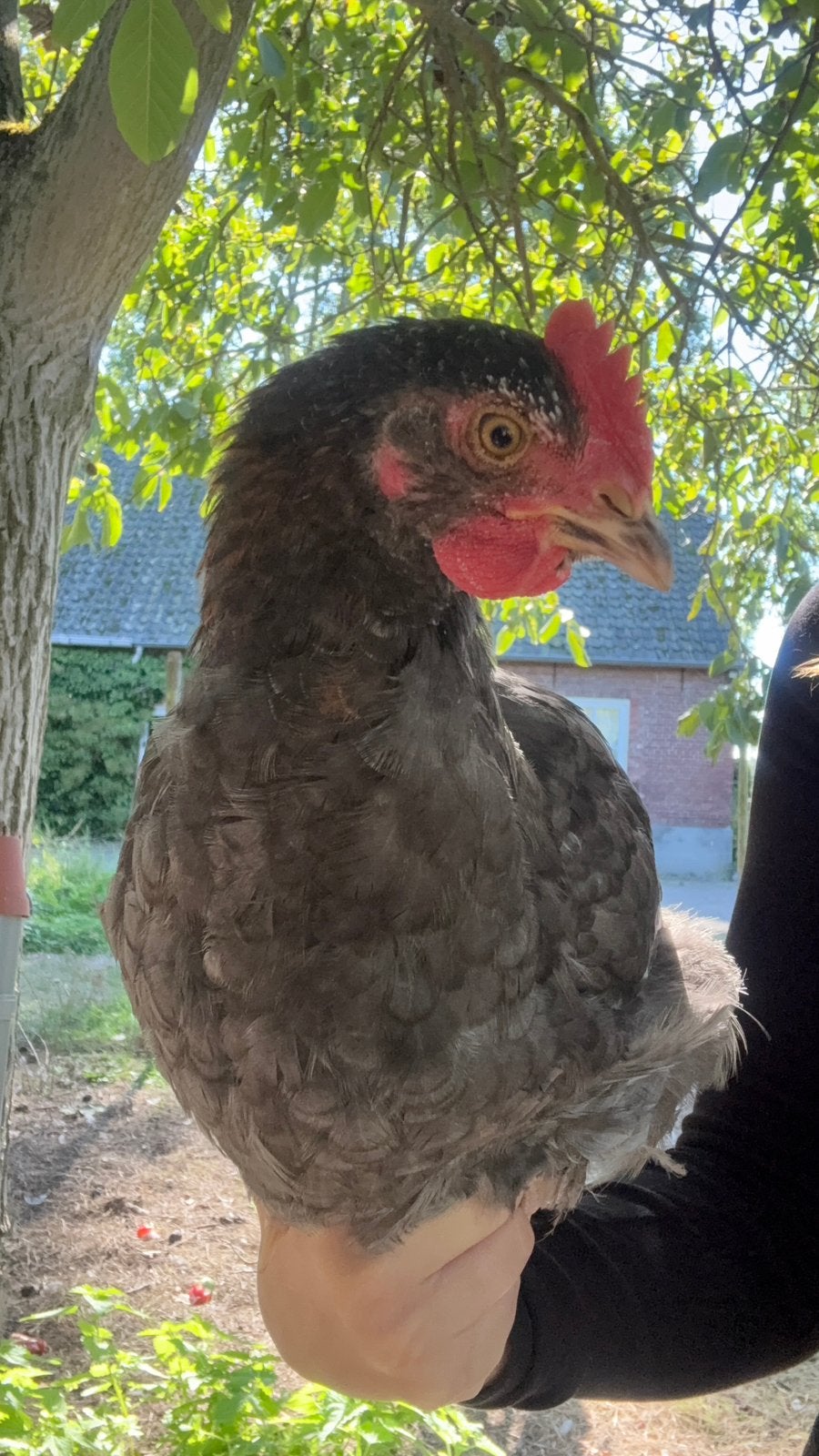 Lieve jonge marans haan, Dieren en Toebehoren, Mannelijk, Kip