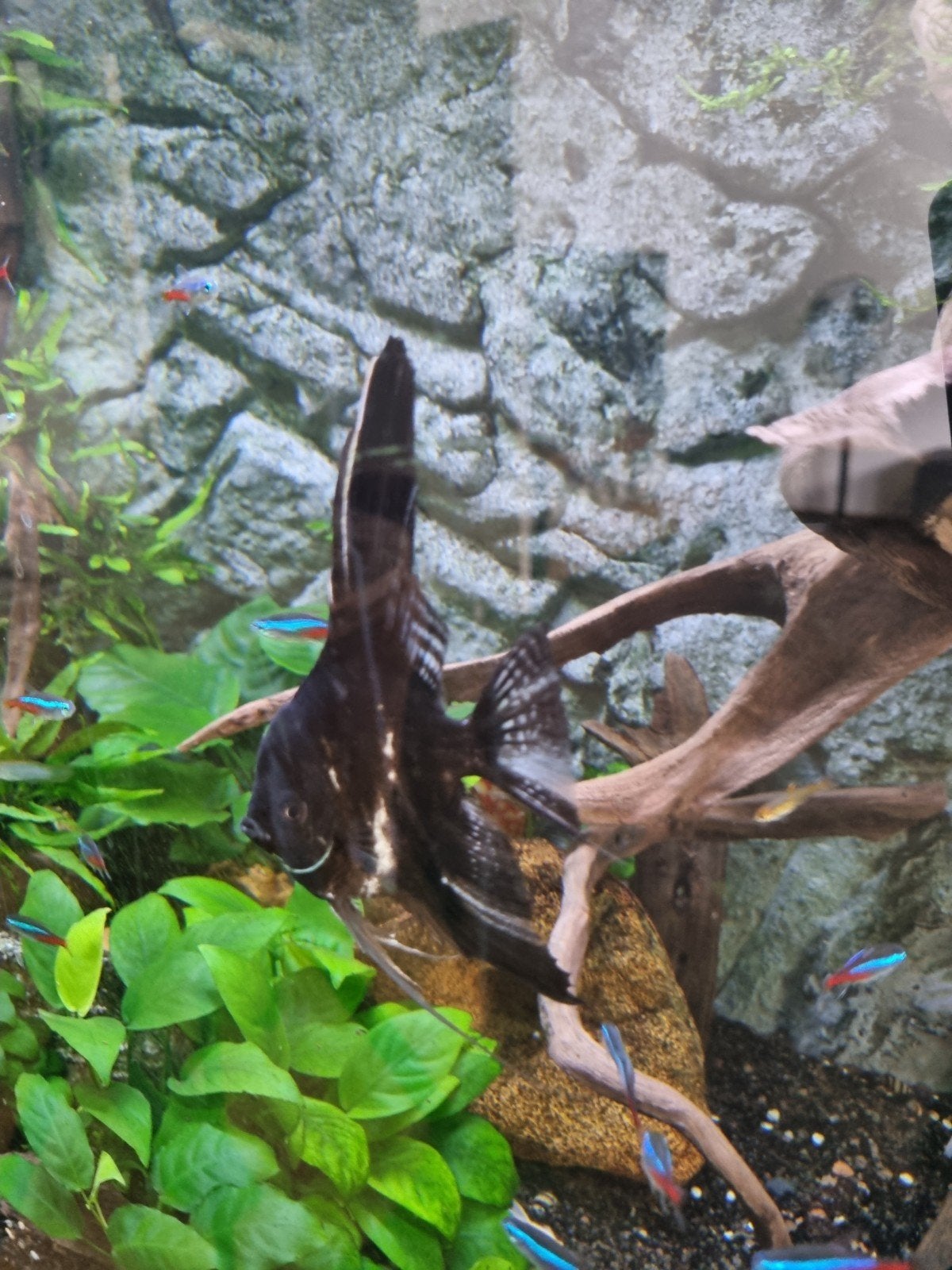 Maanvis, Dieren en Toebehoren, Vissen | Aquariumvissen