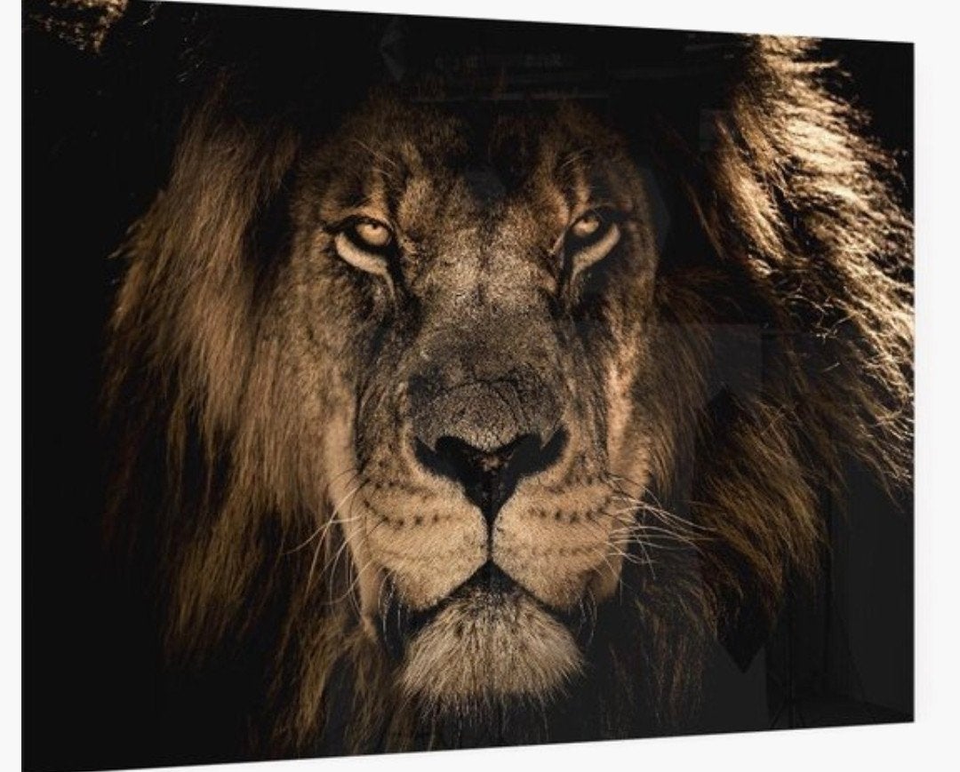 Indrukwekkende Leeuwenkop op plexiglas 150 x 100 NIEUW, Nieuw, 125 cm of meer, Ophalen of Verzenden, Foto of Poster