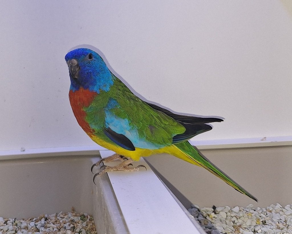 Splendid parkiet, Dieren en Toebehoren, Mannelijk, Parkiet, Geringd