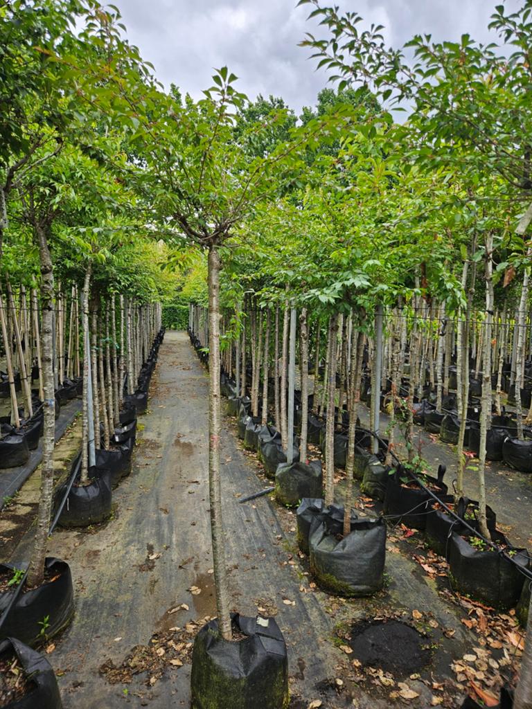 Prunus incisa 'paean' te koop!, Tuin en Terras, Planten | Bomen, Halfschaduw, Lente, 100 tot 250 cm, Ophalen