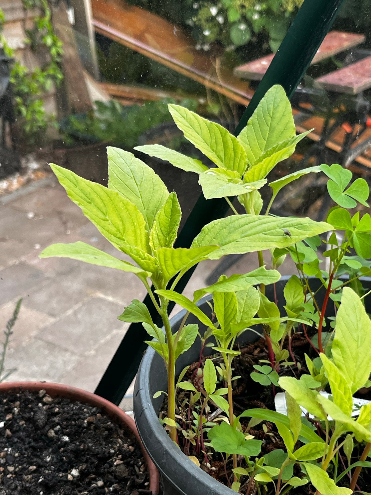 Kleine Amarant plantjes - gifvrij en Biologisch, Tuin en Terras, Volle zon, Groenteplanten, Eenjarig, Ophalen of Verzenden