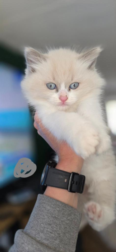 Ragdoll kittens, Dieren en Toebehoren, Katten en Kittens | Raskatten | Langhaar, Meerdere dieren, Gechipt