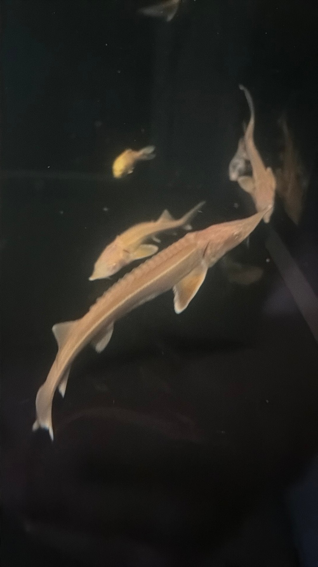 Albino steur, Dieren en Toebehoren, Vis, Zoetwatervis