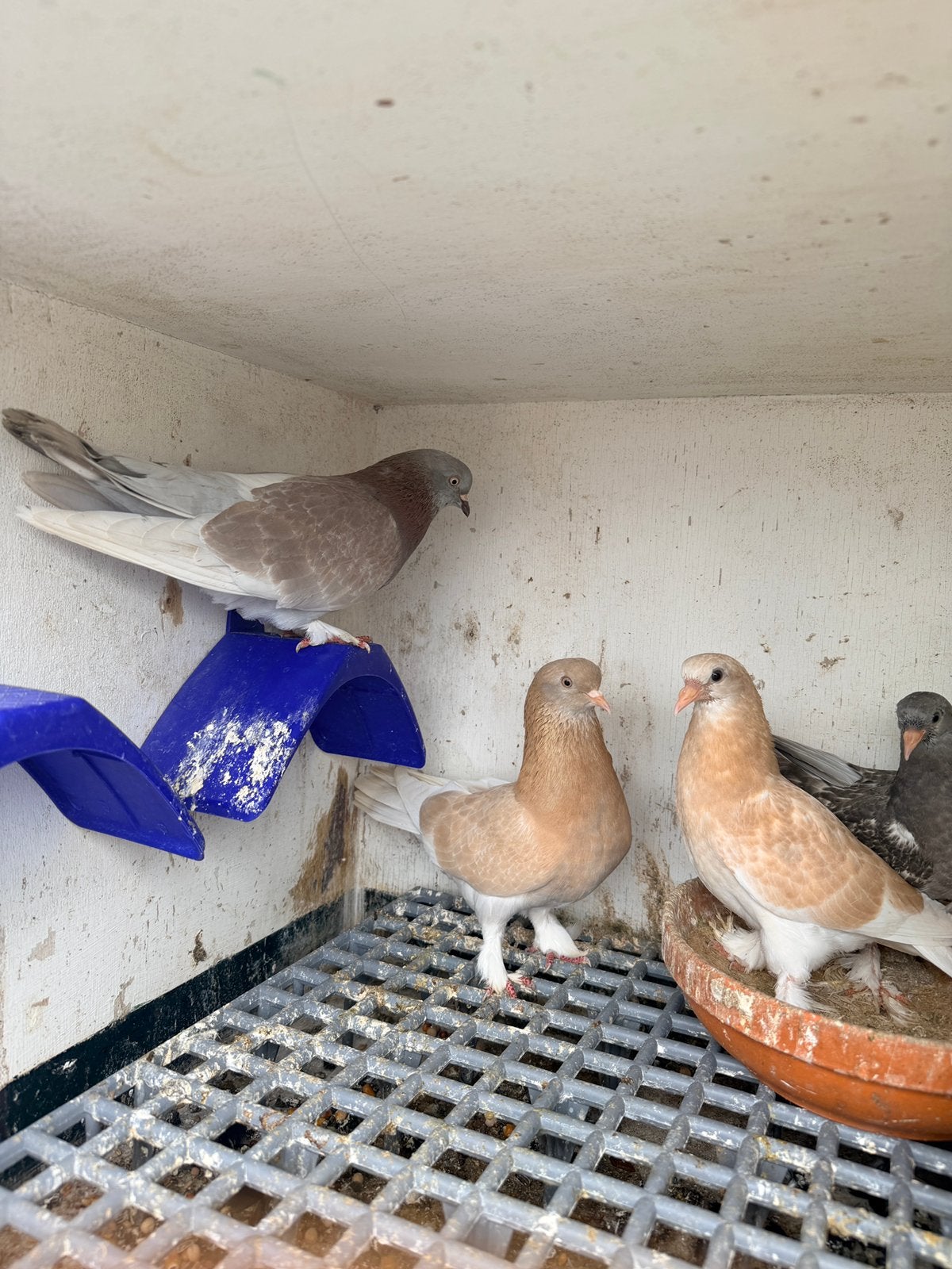 Koppel duiven, Meerdere dieren, Postduif