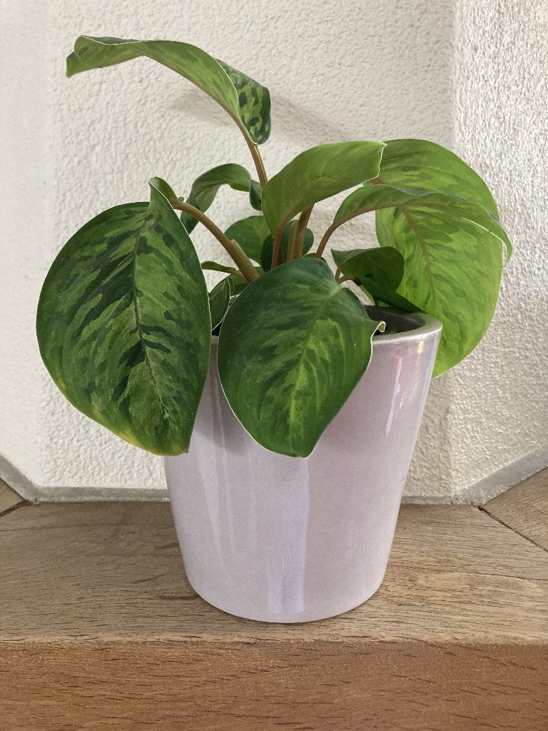Te koop plant Homalomena wallisii 'Camouflage' in bloempot., Ophalen, In pot, Halfschaduw, Minder dan 100 cm