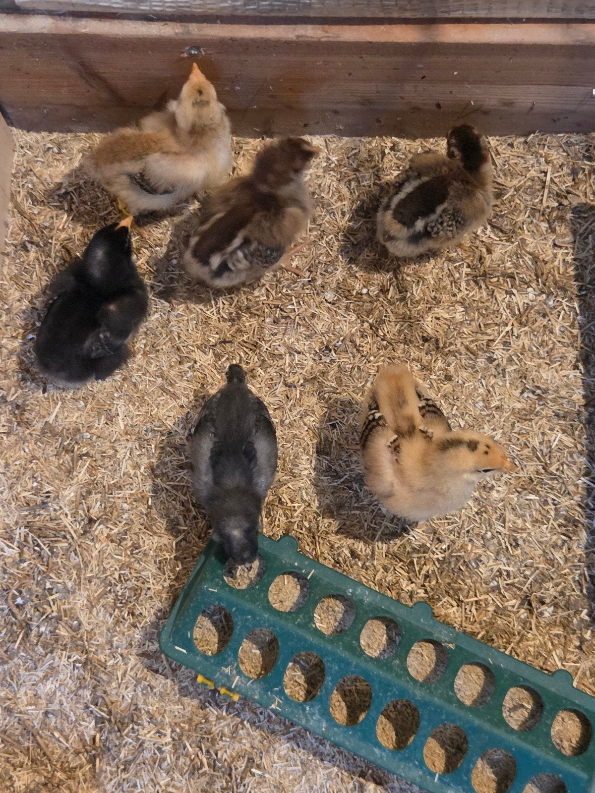 Kuikens te koop, Dieren en Toebehoren, Geslacht onbekend, Kip