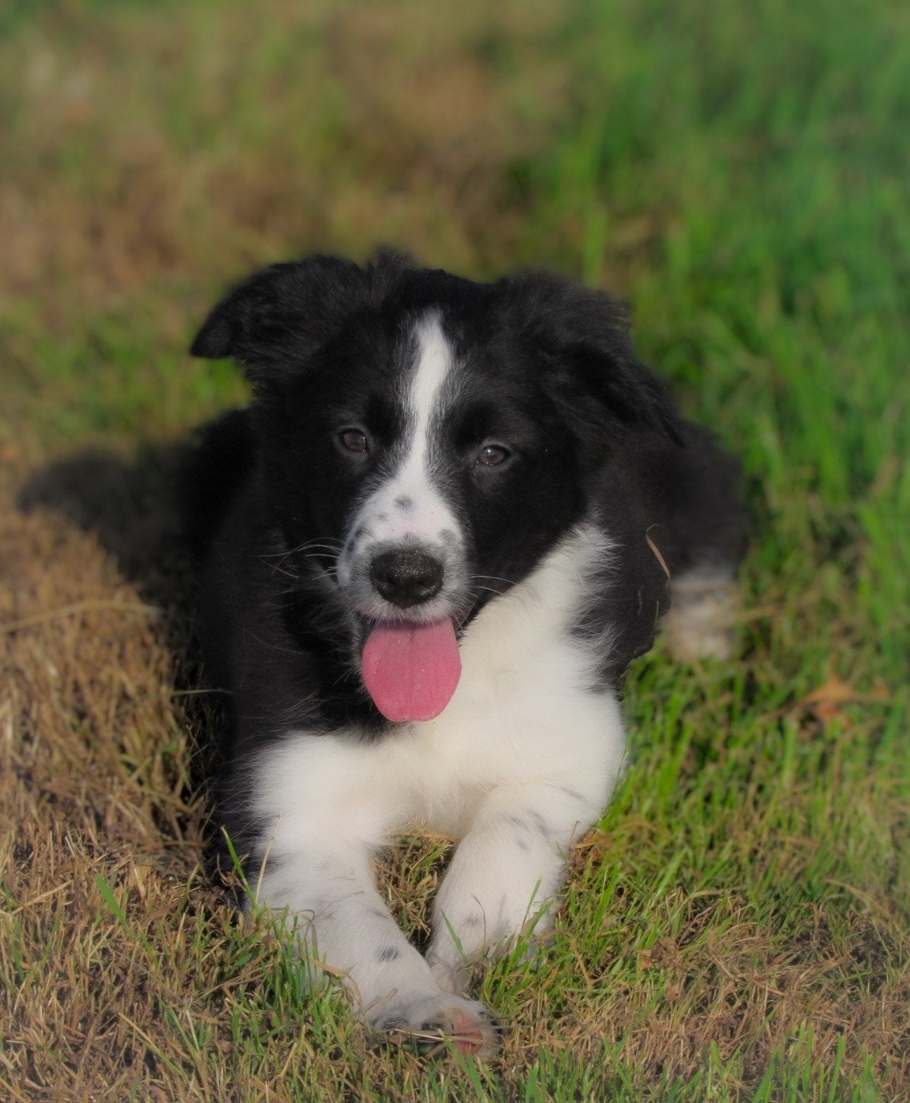 Vrolijke kruising border collie pups mogen verhuizen, Collie, Meerdere dieren, Eén hond, Nederland