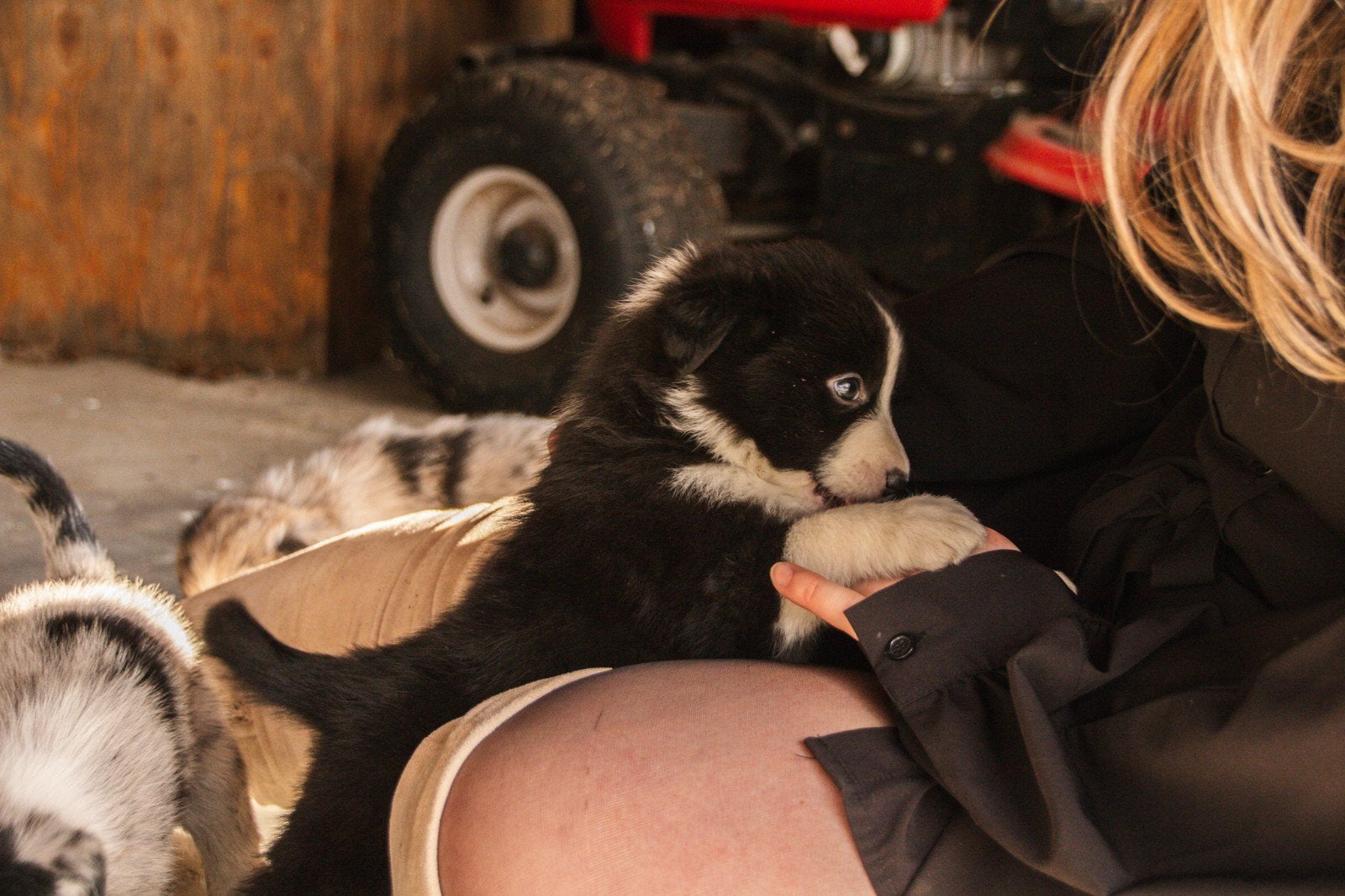 Laatste border colie x australian shepherd pup, Reu, 8 tot 15 weken, Parvo, Eén hond