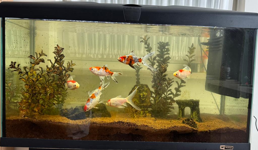 Aquarium compleet