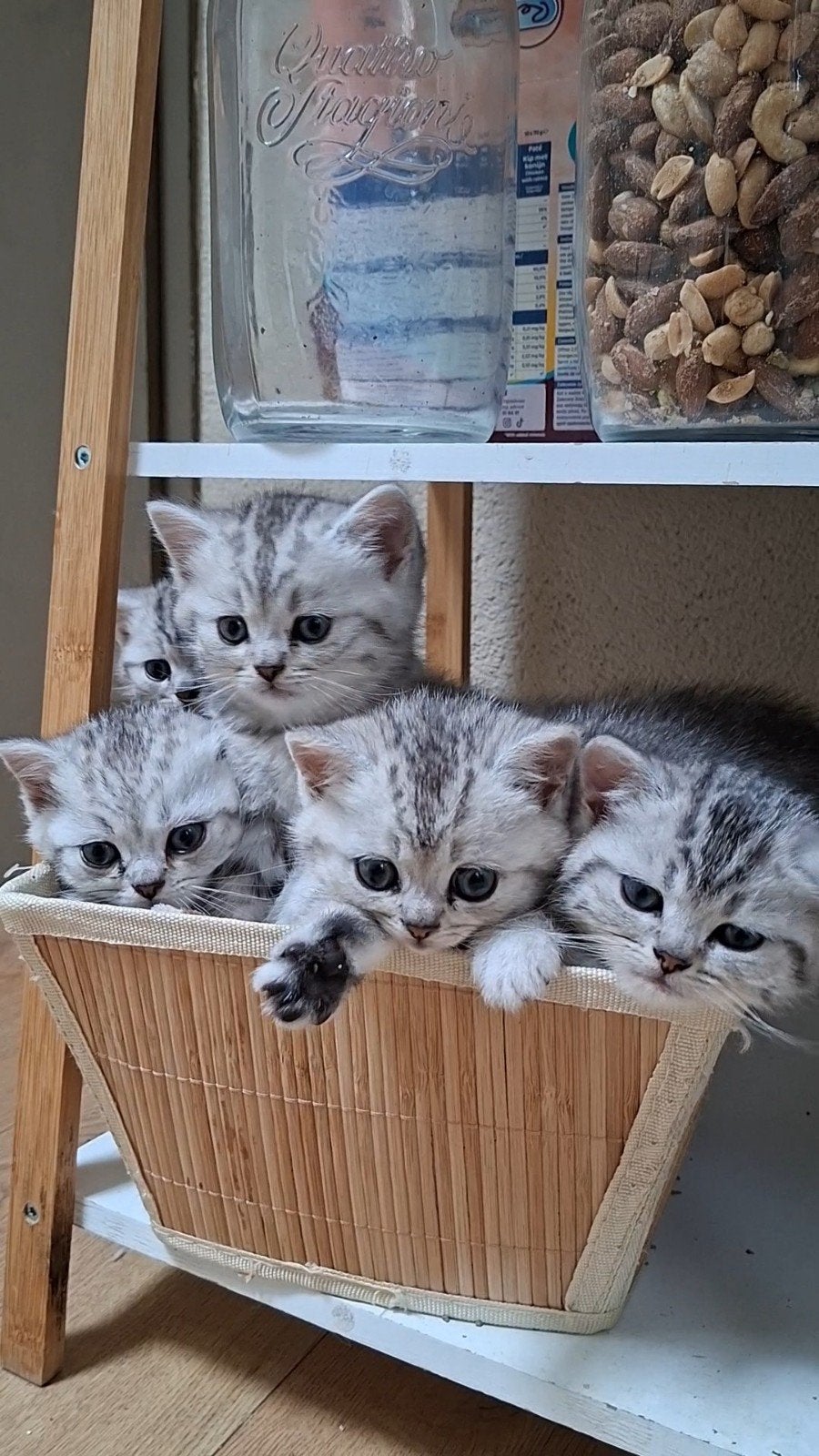 Britse Korthaar kittens, Meerdere dieren, Ontwormd, 0 tot 2 jaar