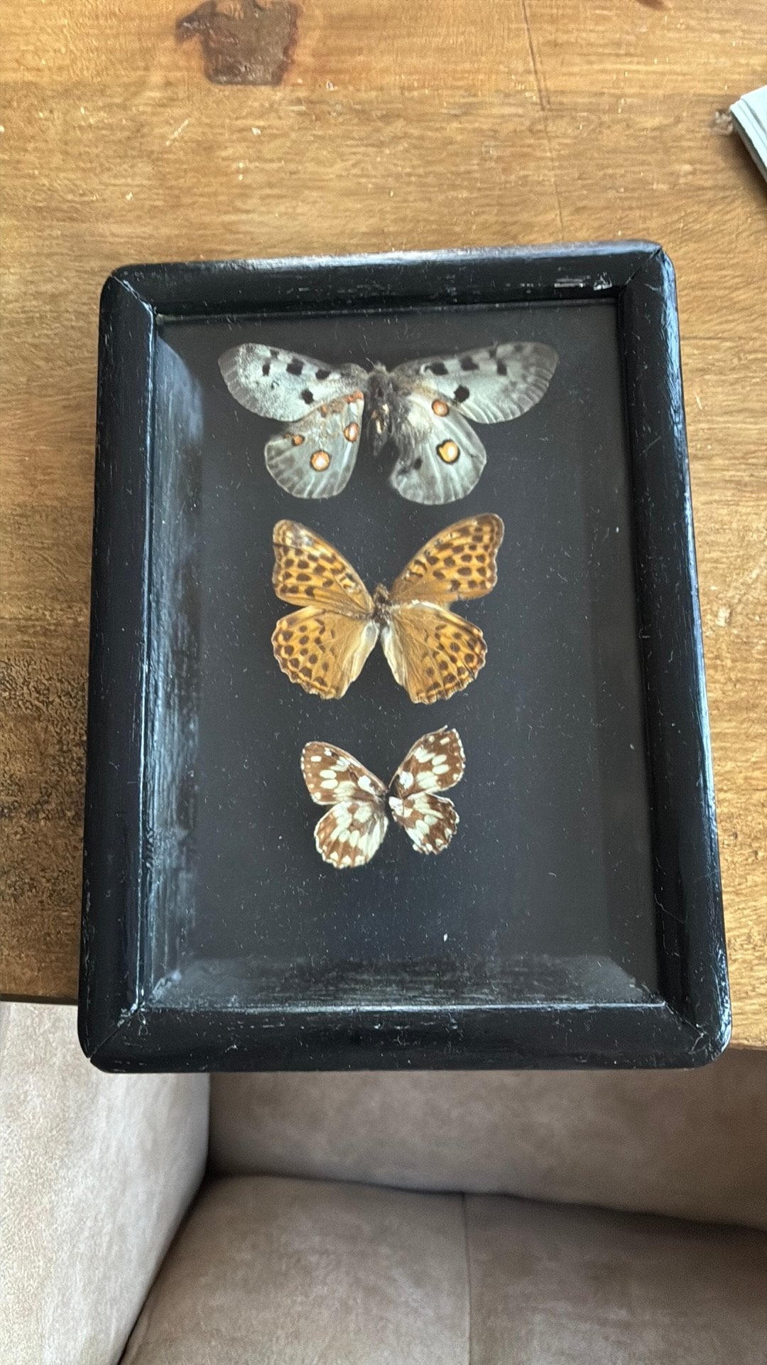 Oud vlinderkastje met 3 vlinders, Ophalen of Verzenden, Beeldje of Figuurtje