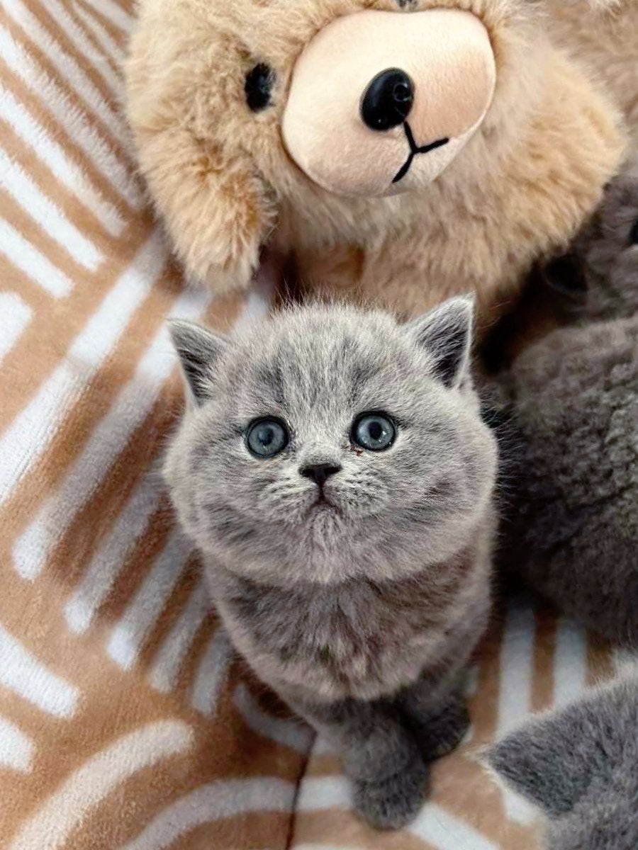 Drie prachtige volbloed Britse korthaar kittens, Meerdere dieren, Ontwormd, 0 tot 2 jaar