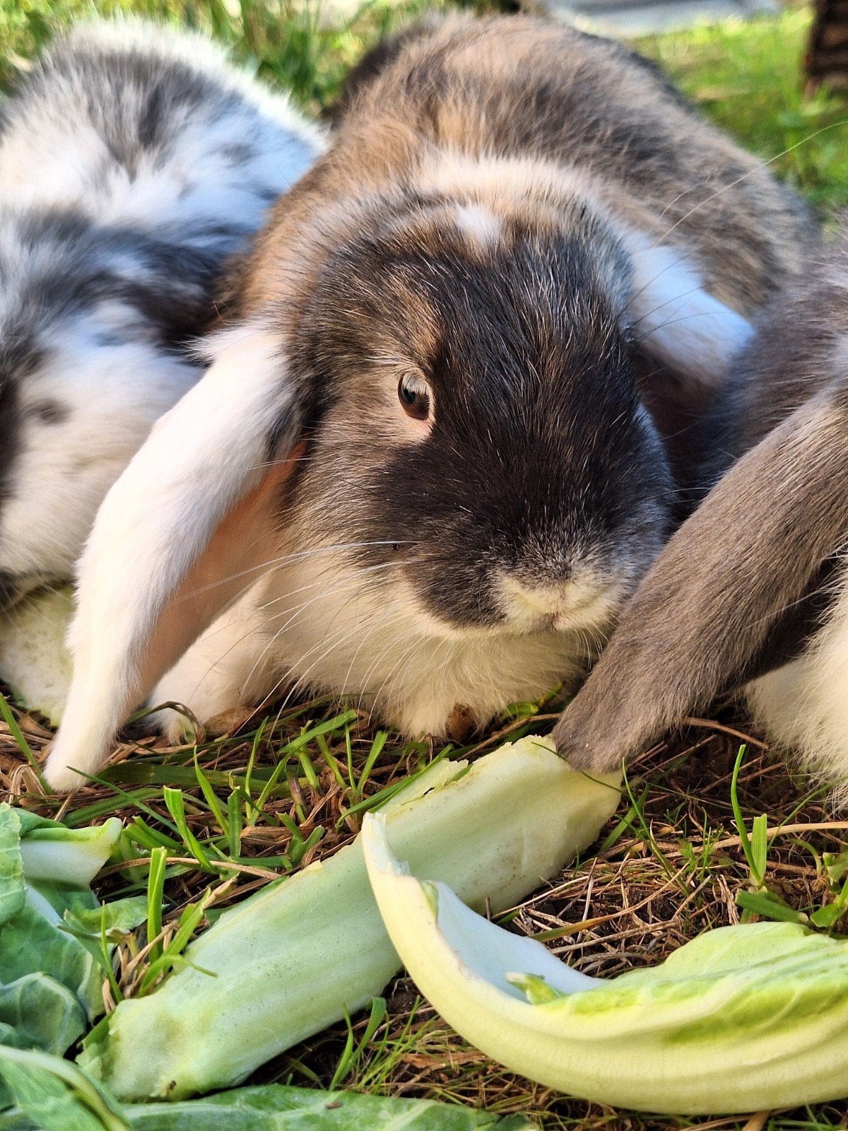 lieve hangoor konijntjes, man en vrouw. 10 weken oud., Dieren en Toebehoren, Meerdere dieren, Middelgroot, Hangoor, 0 tot 2 jaar