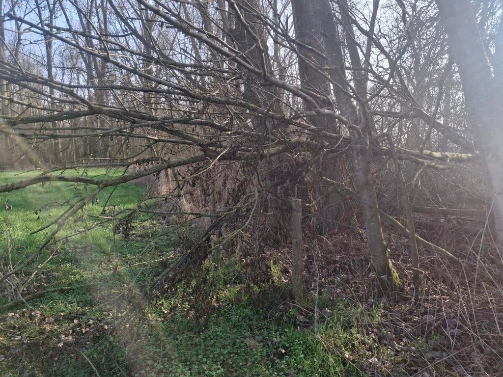 Haardhout, Ophalen