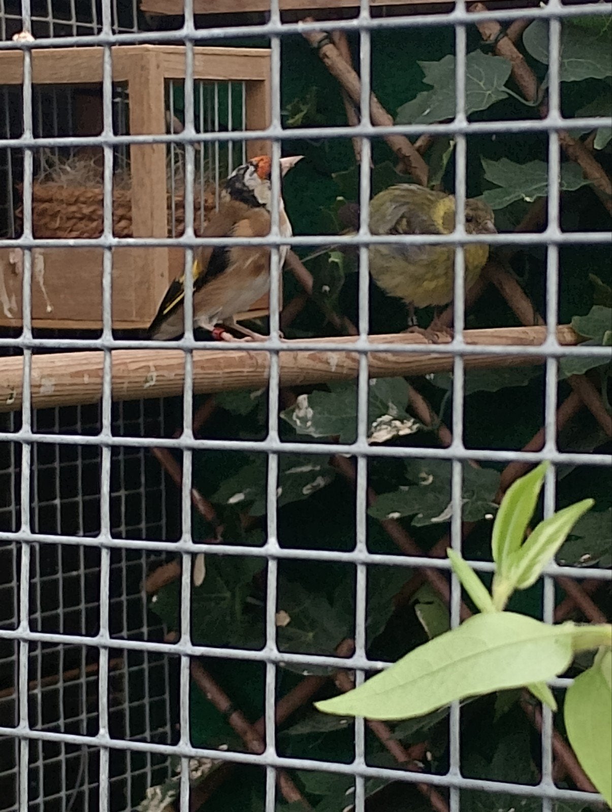 Bloem/parva putter, Mannelijk, Wildzangvogel, Geringd