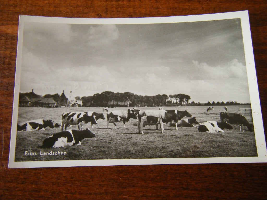 V42 - Friesland - Boerderij - Koeien - 1957 - Mooi/Oud, Verzamelen, Ophalen of Verzenden, 1940 tot 1960, Friesland