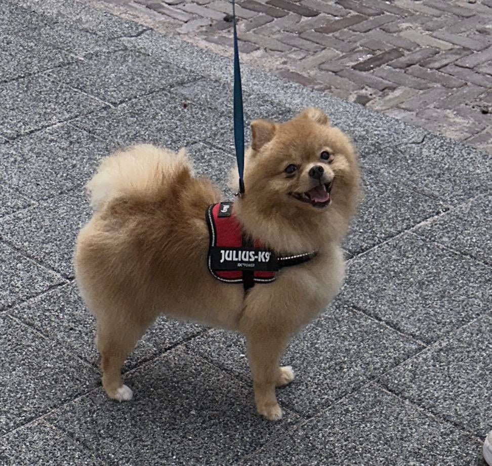 20 maanden oude mannelijke Pomeriaan, 1 tot 2 jaar, Parvo, Eén hond, Nederland