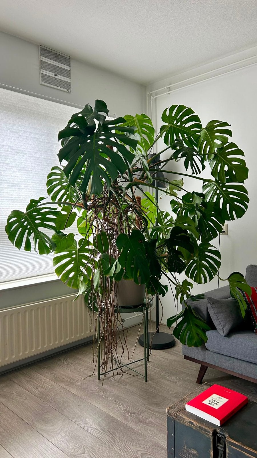 Grote Monstera Deliciosa 150 cm, Ophalen, Overige soorten, Halfschaduw, In pot
