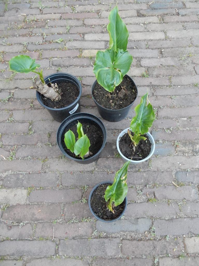 ARONSKELK, Vaste plant, Halfschaduw, Zomer, Ophalen